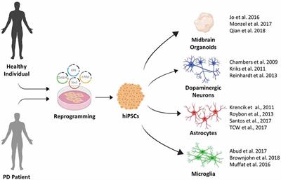 Modeling Cell-Cell Interactions in Parkinson’s Disease Using Human Stem Cell-Based Models